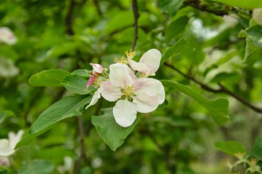 Büyük bir bahçede çiçek açan güzel beyaz elma ağacı