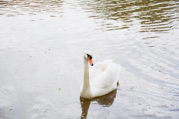 Жменька Лебедів Плаває Озері Прекрасному Зеленому Великому Парку — стокове фото