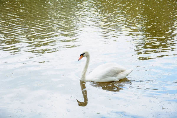 Puñado Cisnes Nadan Lago Hermoso Gran Parque Verde — Foto de Stock