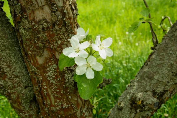 Bela Árvore Maçã Branca Florescendo Grande Jardim — Fotografia de Stock