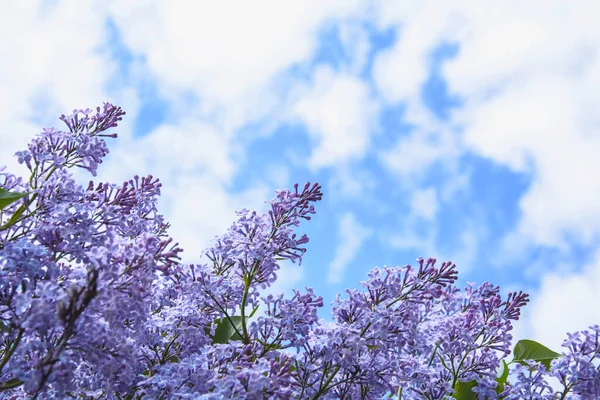 Hermosa Flor Lila Gran Jardín — Foto de Stock