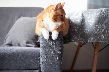 Yetişkin kırmızı bir kedi, pençelerle şımartılmış gri bir mat kanepesinin sapında oturur. Hayvan yetiştirmek