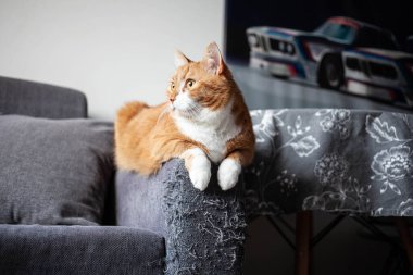 Kızıl bir kedi, pençelerle şımartılmış gri bir kanepenin sapına oturur. Hayvan yetiştirmek