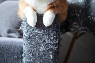 Pençeler ve beyaz kedi pençeleriyle şımartılmış gri bir kanepenin sapı. Hayvan yetiştirmek