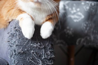 Pençelerle şımartılmış gri bir kanepenin sapı ve beyaz kedi pençeleri. Hayvan yetiştirmek