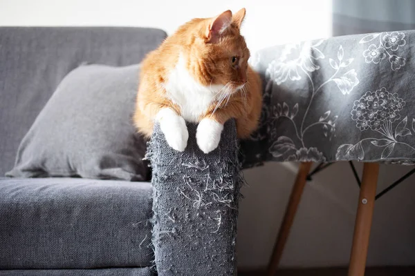 Взрослая красная кошка сидит на ручке серого матового дивана, испорченного когтями. воспитание домашних животных — стоковое фото