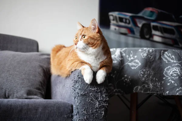 Рыжий кот сидит на ручке серого матового дивана, испорченного когтями. воспитание домашних животных — стоковое фото