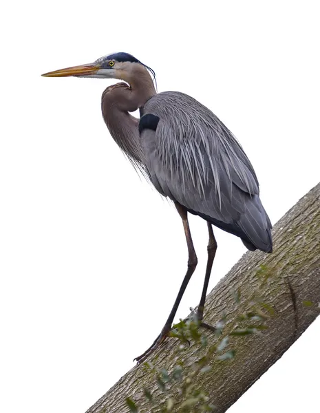 Great Blue Heron on White — Stock Photo, Image