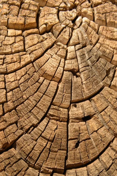 Diseño de árbol de madera vieja textura de fondo de enebro — Foto de Stock