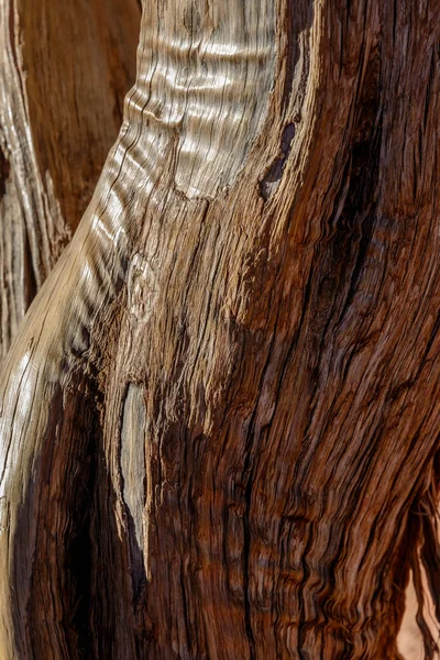 Ginepro albero corteccia sfondo — Foto Stock