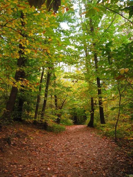 kestane ağaçları orman yolunda