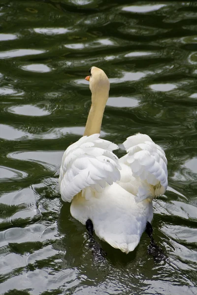 gerçek sitio de san ettiler bir kanalda Yüzme Kuğu
