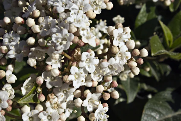 Viburnum mit weißen Blüten — Stockfoto