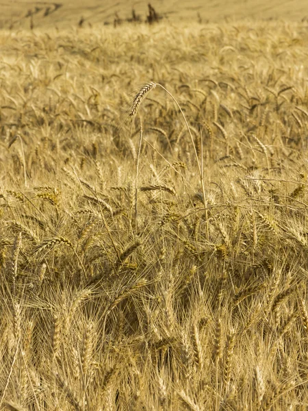 Weizenfeld — Stockfoto