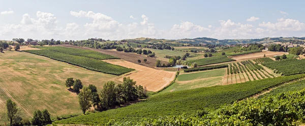 Vigneti Valle — Foto Stock