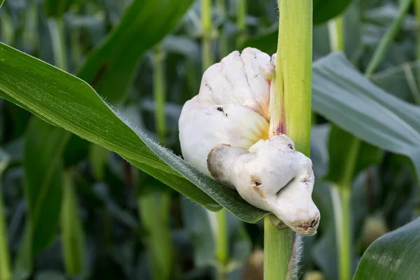 Corn fungus — Stock Photo, Image