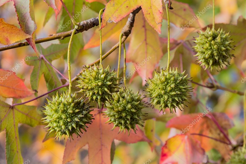 depositphotos_36366151-stock-photo-fruits-of-american-sweetgum.jpg