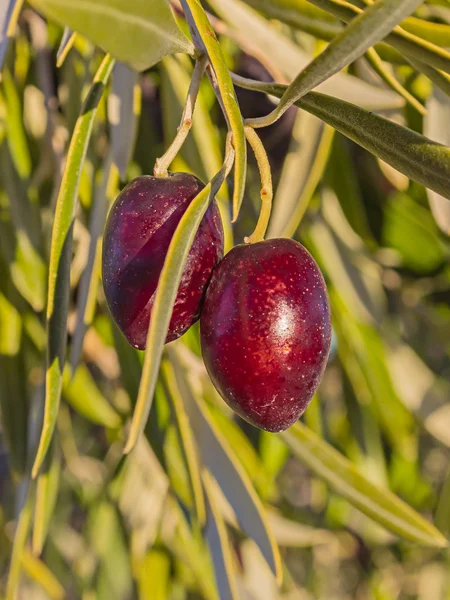 Olive variety Cornicabra — Stock Photo, Image