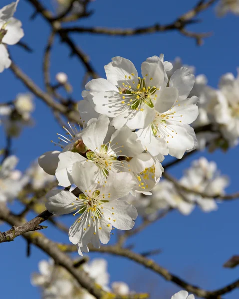 Almond blossoms — Stock Photo, Image