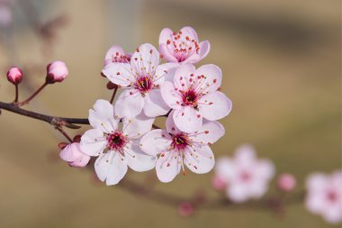 Japon Erik çiçekleri