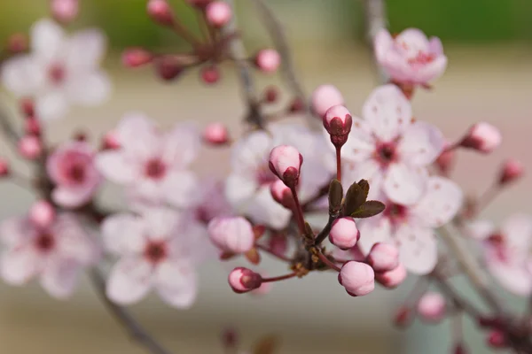 Japanese plum flowers — Stock Photo, Image