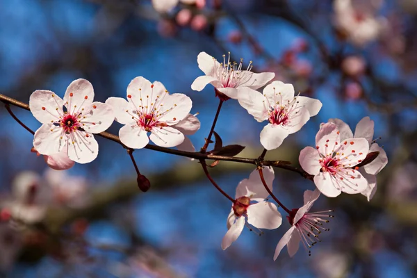 Śliwa japońska kwiaty — Zdjęcie stockowe