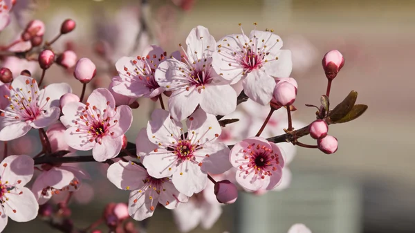 Japanische Pflaumenblüten lizenzfreie Stockbilder