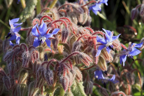 Hodan veya starflower