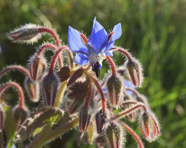 Hodan veya starflower