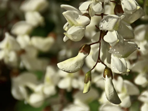 Robinienblüten Stockfoto