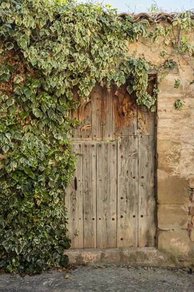 Porta e hera — Fotografia de Stock