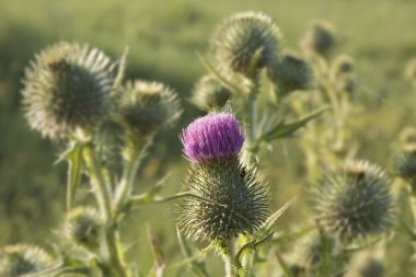 mızrak thistle