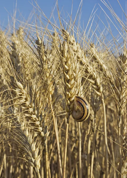 Wheat and snail — Stock Photo, Image