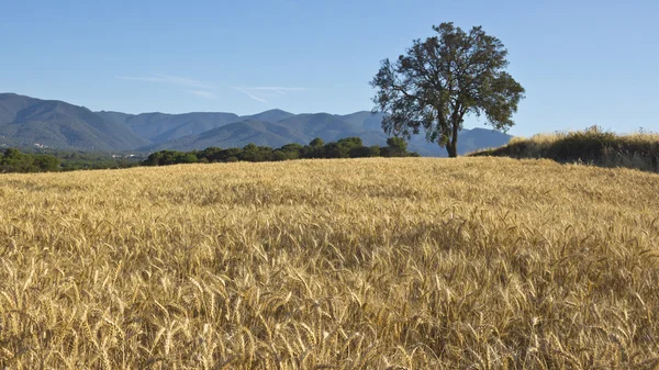 Пшеница и дуб — стоковое фото
