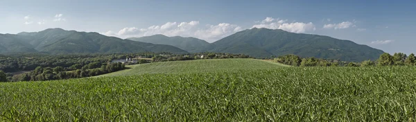 Кукуруза и горы — стоковое фото
