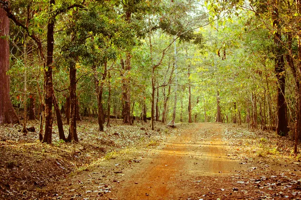 Дорога в лісі Ліцензійні Стокові Фото