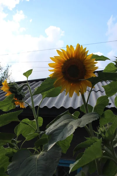 Big Sunflowers Flowers Garden Home Summer — Stock Photo, Image