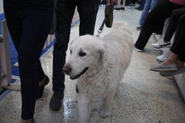 Russia, Novosibirsk 29.05.2021: a white cheerful dog walks next to a leash with people's feet