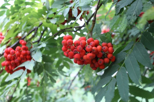 Bagas Rowan Suculentas Vermelhas Galhos Árvore Folhas — Fotografia de Stock