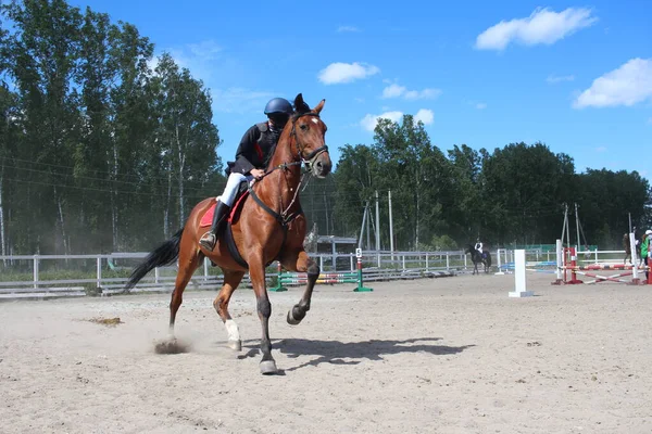 Rússia Novosibirsk 2021 Jóquei Montando Cavalo Pula Sobre Obstáculo Uma — Fotografia de Stock