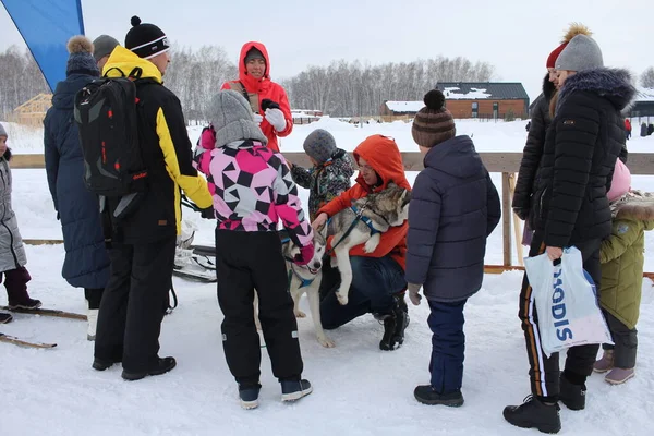 Rusya, Novosibirsk 02.23.2020: İnsanlar ve iri köpekler kışın Sibirya 'da yavru köpeklere bakar