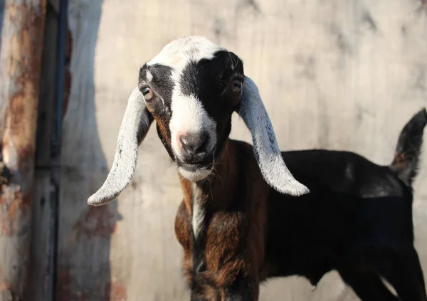 Hnědé Dítě Nubian Zvíře Farmě Krásná Chůze — Stock fotografie