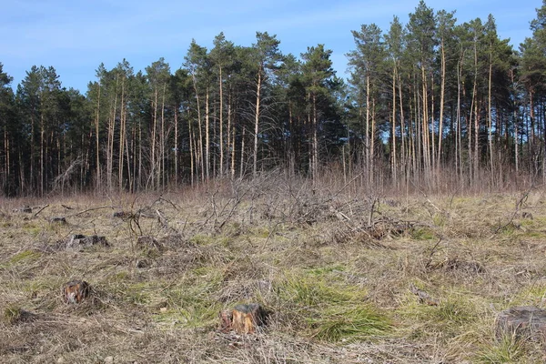 Avskogning Ekologisk Katastrof Torra Grenar Borstved Skogen Det Torkade Gräset — Stockfoto