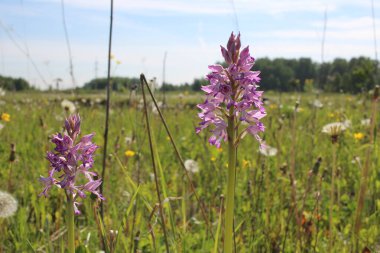 Parlak pembe sümbül çiçekleri yazın çimlerin üzerinde açar.