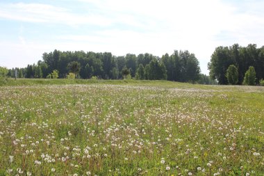 Beyaz tüylü karahindiba çiçekleri yazın Rusya 'daki ormanın yakınındaki çimlerde yetişir.