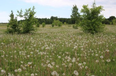 Beyaz tüylü karahindiba çiçekleri yazın Rusya 'daki ormanın yakınındaki çimlerde yetişir.