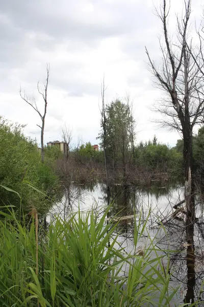 Trockene Abgebrochene Bäume Mit Ästen Einem Sumpf Wachsen Aus Dem — Stockfoto