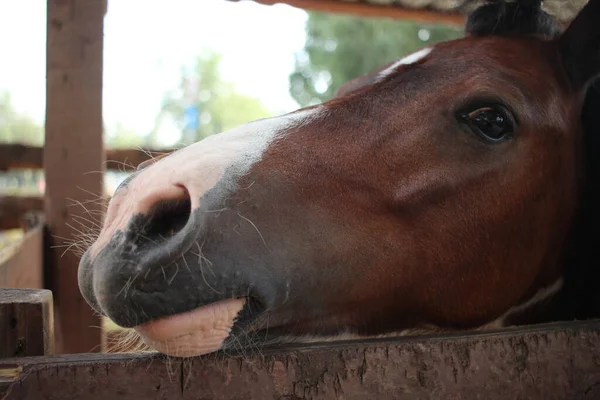一匹小马把头伸出栅栏外 看着农场上的动物 — 图库照片