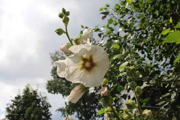 Fleurs Blanches Brillantes Dans Les Feuilles Fleurissent Dans Jardin Été — Photo