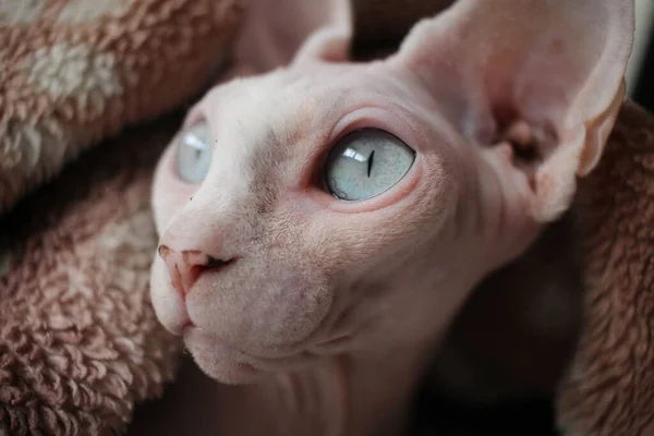 Esfinge Gato Careca Animal Escondido Olha Com Olhos — Fotografia de Stock